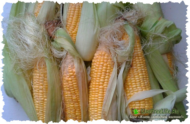 Кормовая кукуруза: чем отличается от пищевой? посев, выращивание