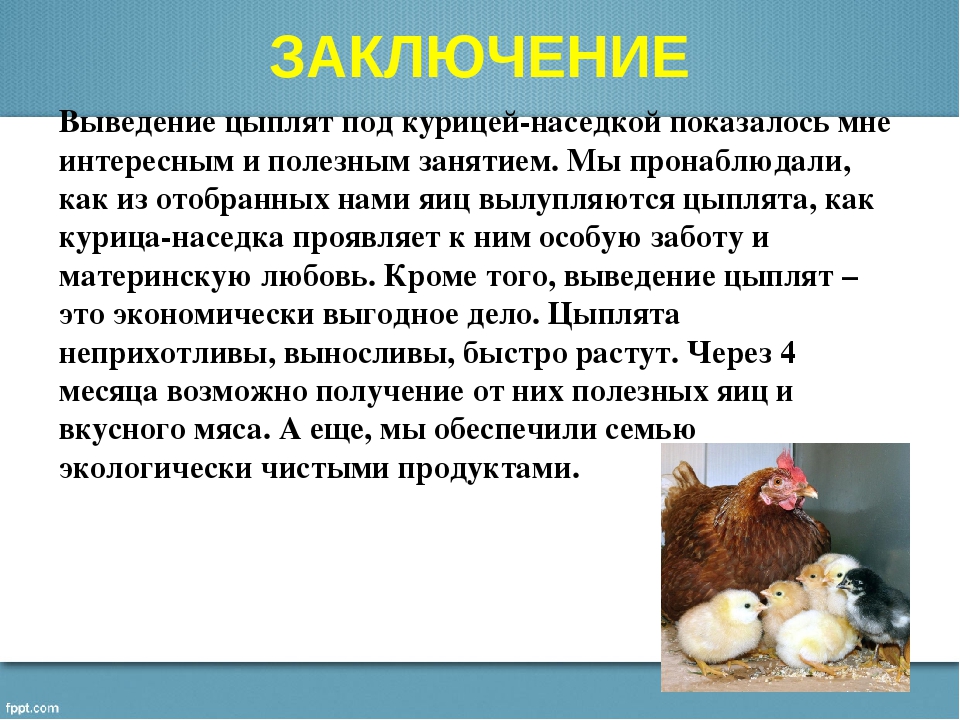 Почему не несутся куры и что делать с этой проблемой: рекомендации и фото