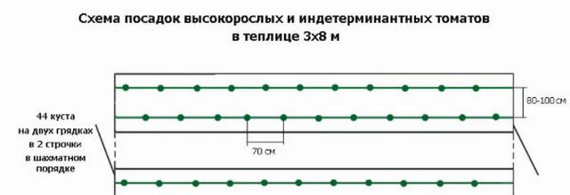 На каком расстоянии сажать помидоры: как определиться со схемой выращивания томатов и промежутком между их рядами и далеко ли друг от друга сеять их семена? русский фермер