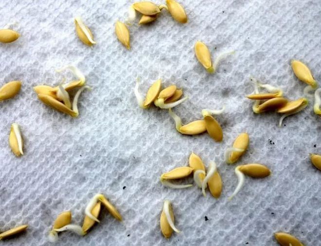 Как собирать и заготавливать семена огурцов самостоятельно