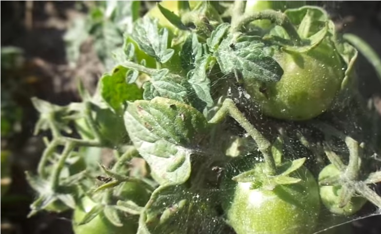 Как избавиться от белокрылки на томатах и огурцах в теплице методы борьбы
