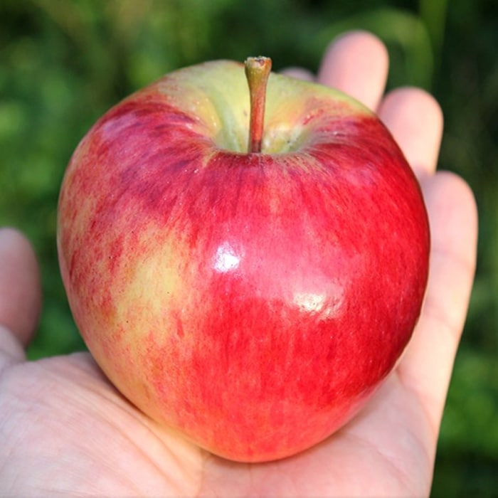 Сорт яблони «орловим» — описание, фото, отзывы садоводов