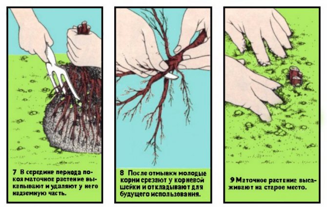 Выращивание кедрового стланика: посадка и уход | огородники