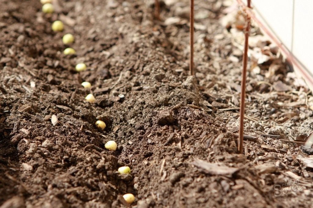 Выращивание гороха по современной технологии в открытом грунте