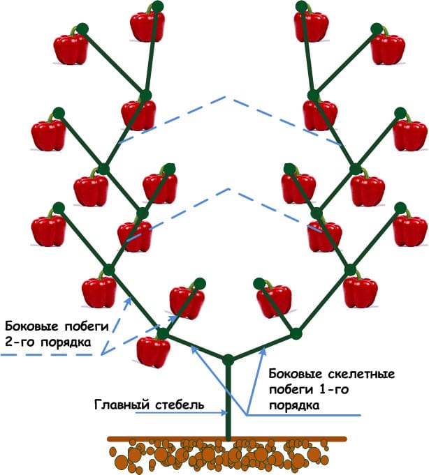 Схема высадки сладкого перца в теплицу