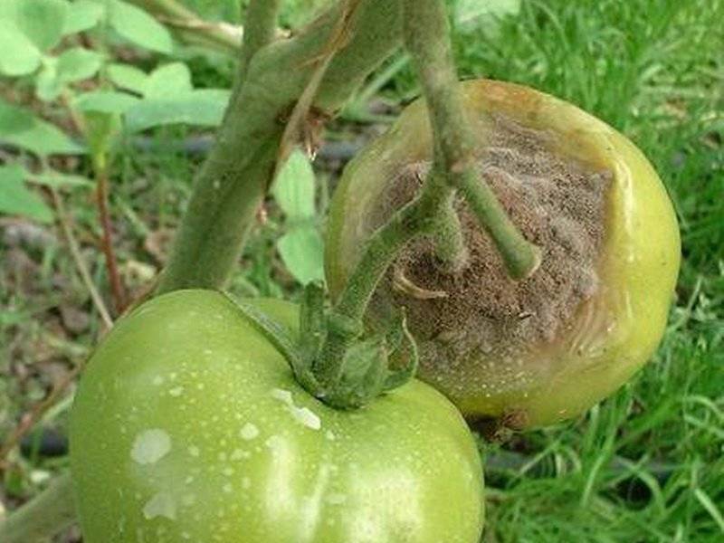 Вершинная гниль томатов в теплице и их лечение