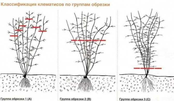 Княжик (42 фото): описание сортов подрода клематиса. посадка и уход за цветком в открытом грунте