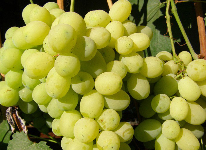 Виноград флора (лора): описание сорта, выращивание уход и отзывы