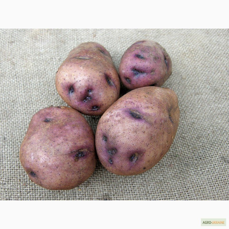 Картошка синеглазка характеристика агротехника выращивания - всё о землеводстве
