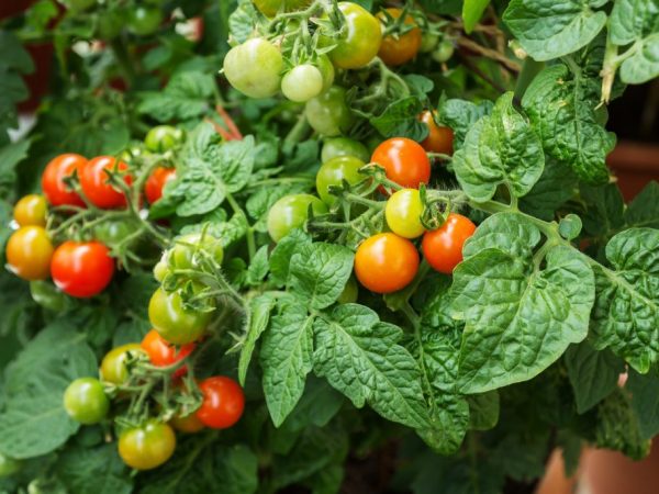 Пуговка помидоры как выращивать в какой горшочек посадить