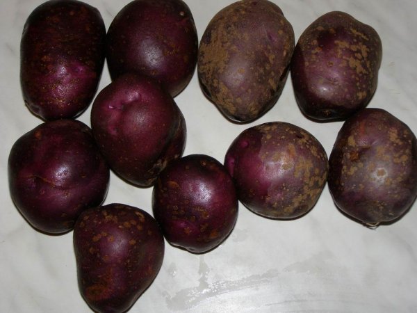 Популярные сорта фиолетового картофеля