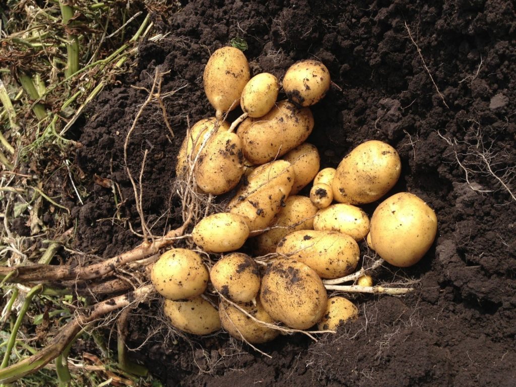 Описание сорта картофеля королева анна, особенности выращивания и ухода
