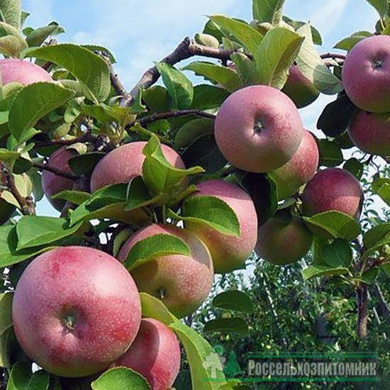 Описание сорта яблони детское: фото яблок, важные характеристики, урожайность с дерева