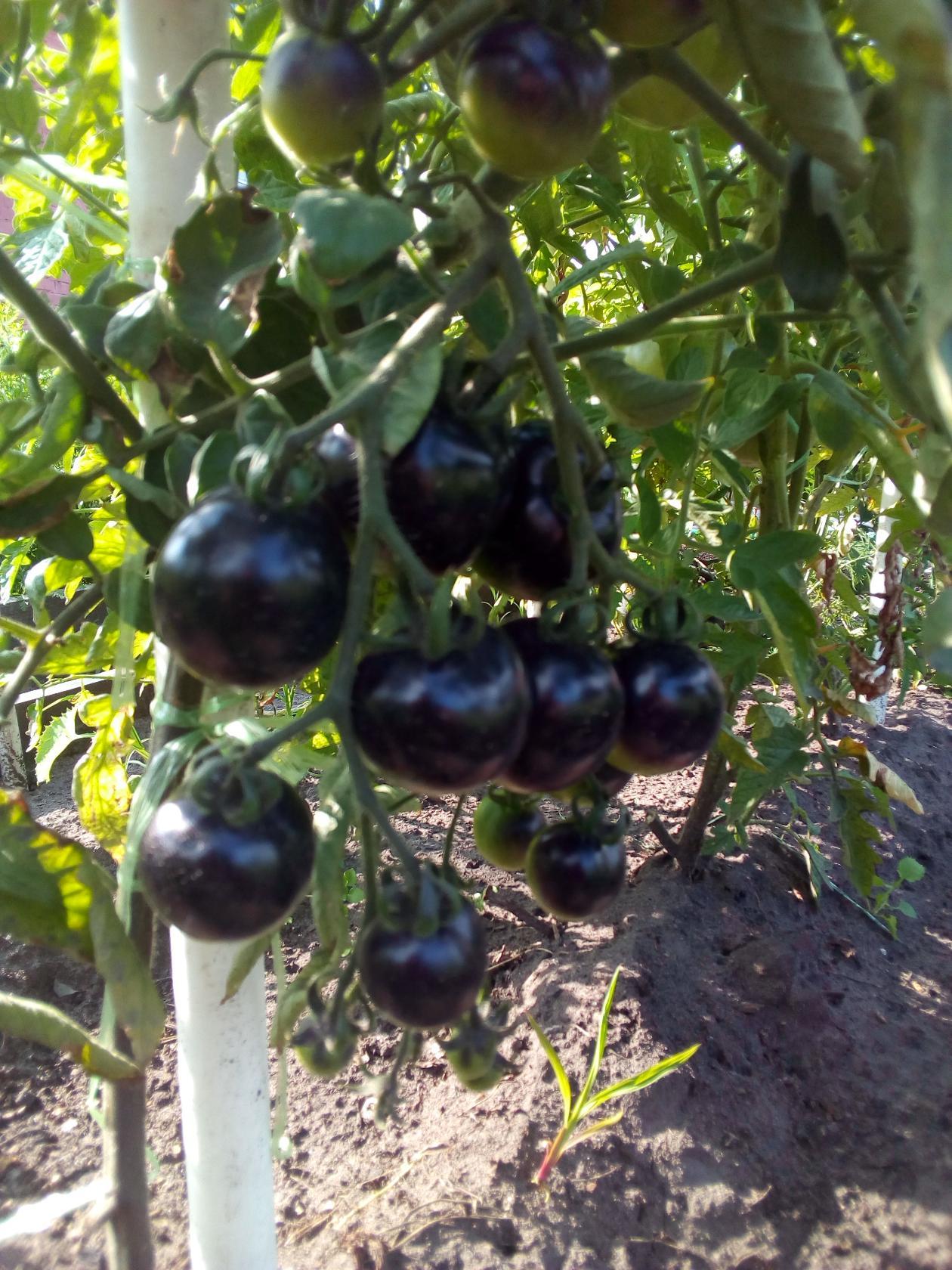 Томат алая гроздь f1: описание, урожайность сорта, фото, отзывы