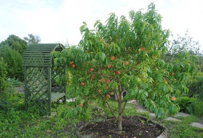 Персики в подмосковье": лучшие сорта, уход и выращивание
