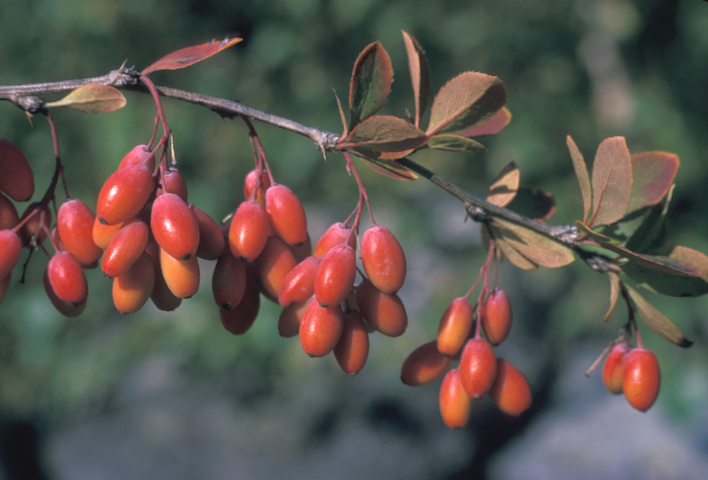 Полезные свойства и противопоказания плодов барбариса, правила применения