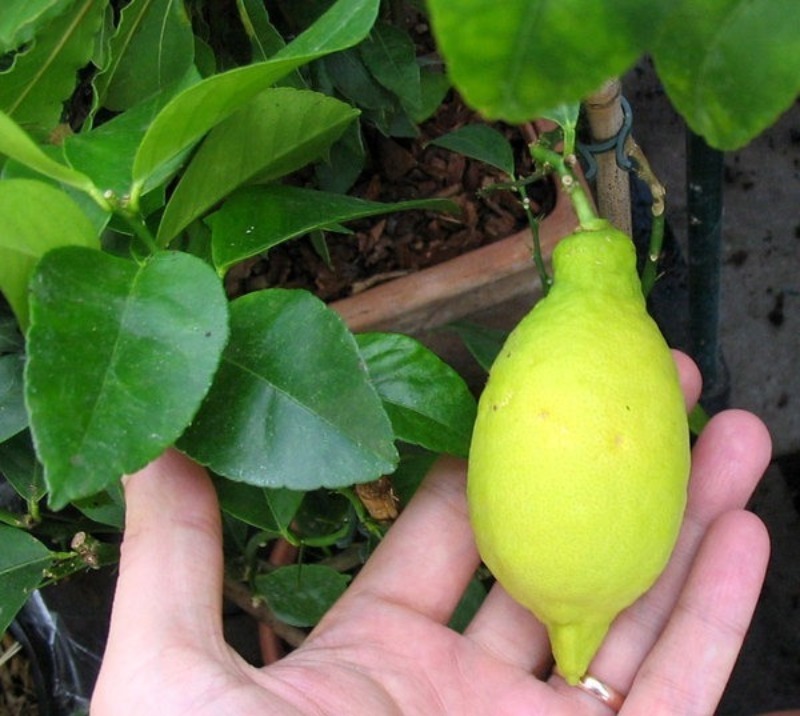 Лимонное дерево — как растет и цветет лимон - pocvetam.ru