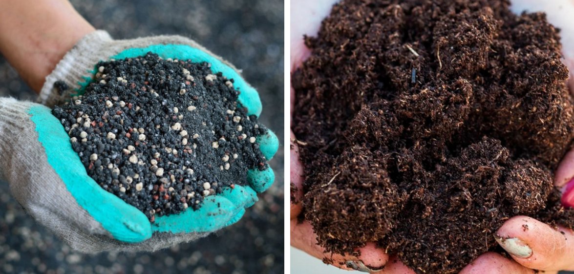 Как в домашних условиях вырастить чернику из семян, тонкости посадки и ухода