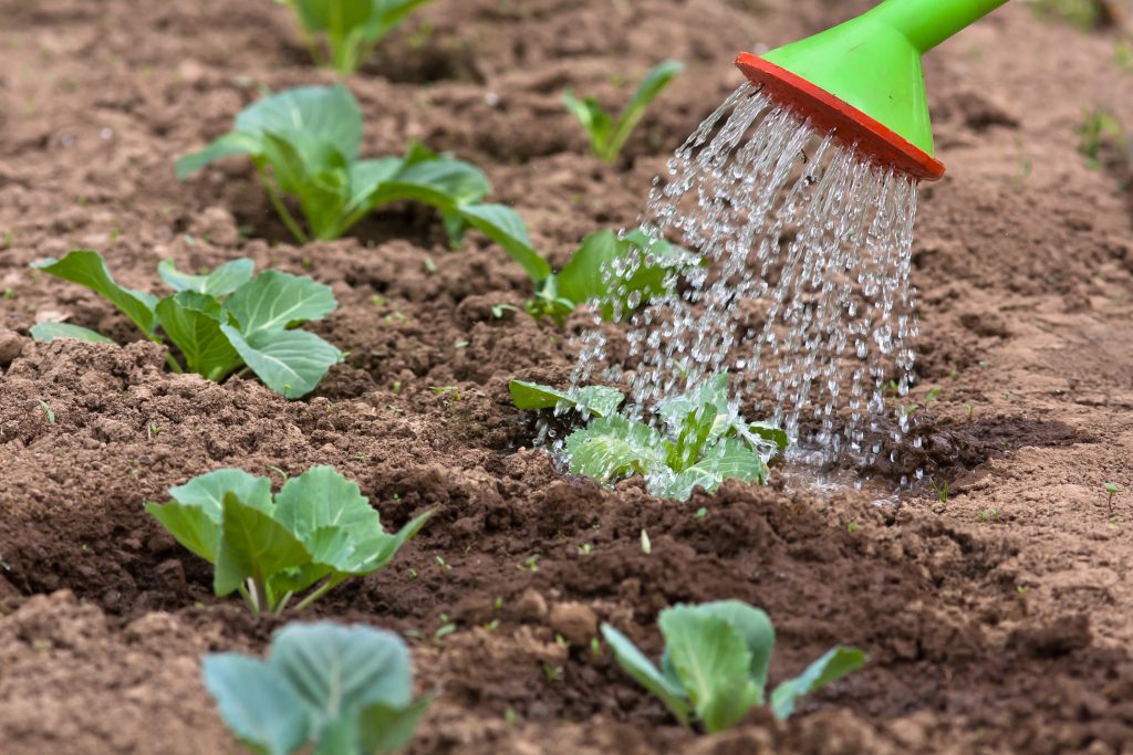 Как правильно поливать цветную капусту в открытом грунте, дома и в теплице: какая вода нужна, как совмещать с подкормкой и другие нюансы