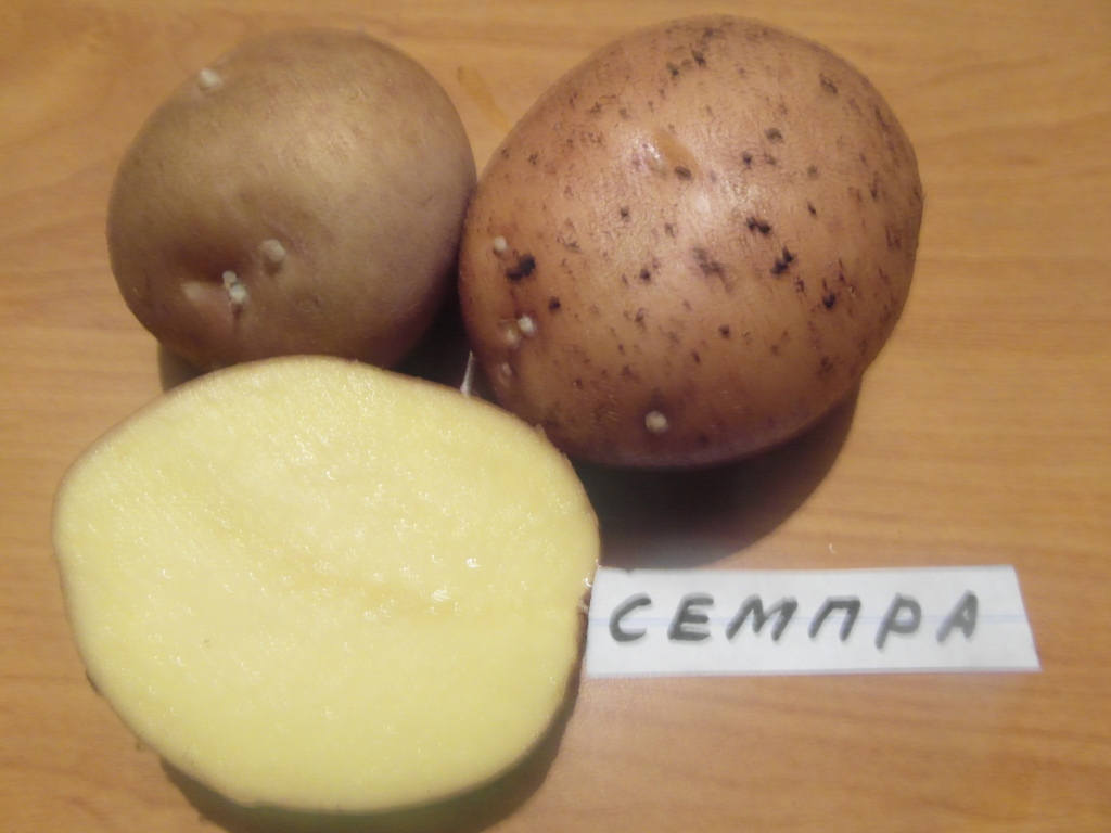 Картофель королева анна – описание сорта, отзывы, фото