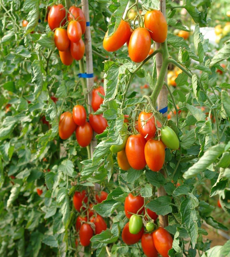 Сортовые особенности томата маруся