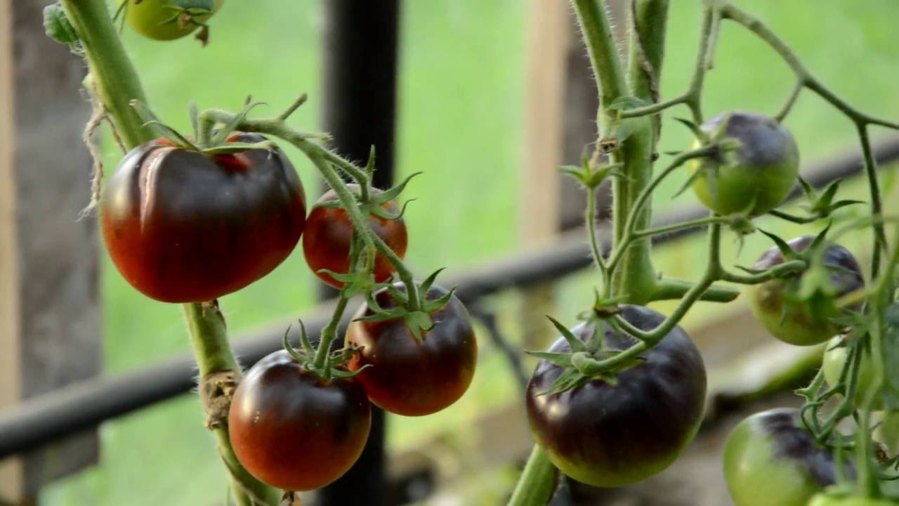 Томаты: выращивание: посадка семенами и уход в открытом грунте