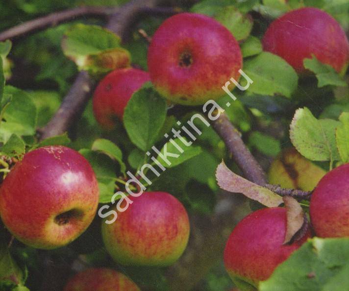Секреты успешного выращивания яблони "башкирская красавица"