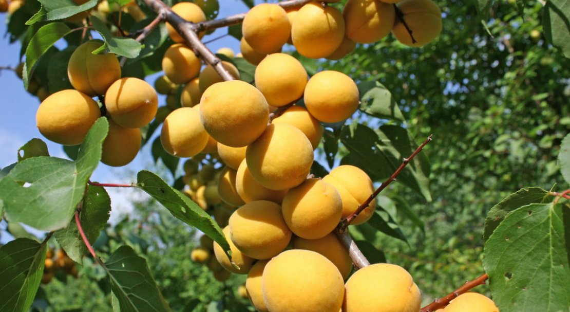 Лучшие сорта абрикос для выращивания в подмосковье: рекомендации по уходу