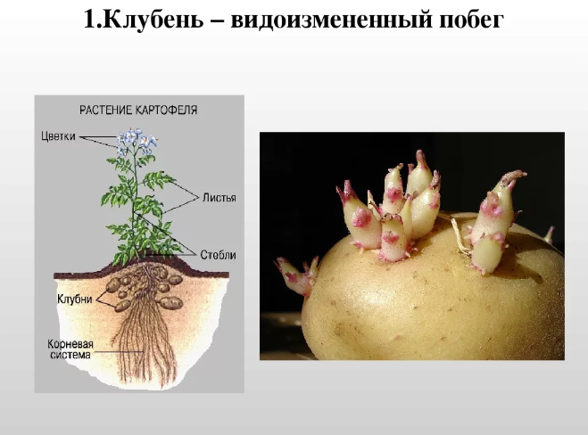 Подпишите рисунок как доказать что клубень является видоизменением побега а не корня