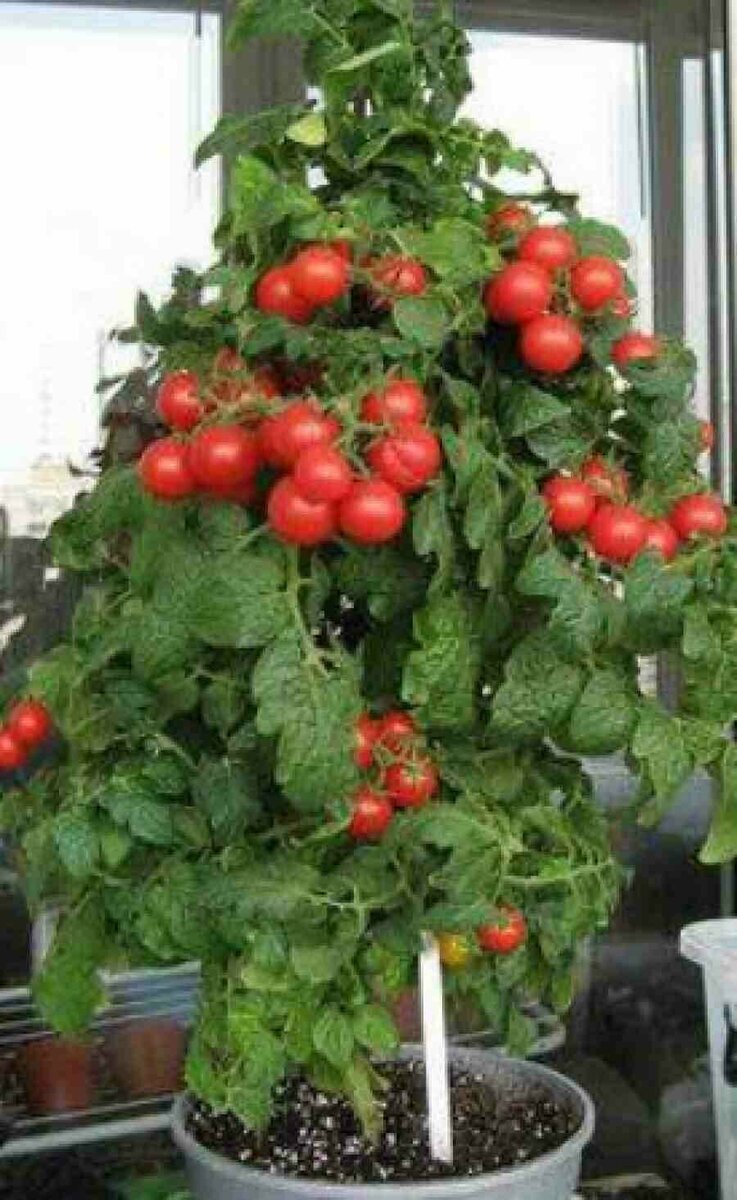 Выращивание помидоров на балконе: пошаговая инструкция, фото и видео
