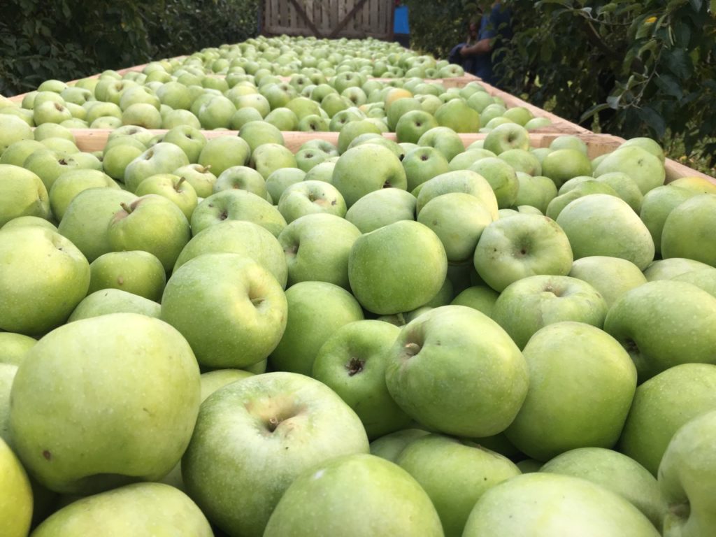 Яблоки семеренко фото и характеристика сорта, полезные свойства