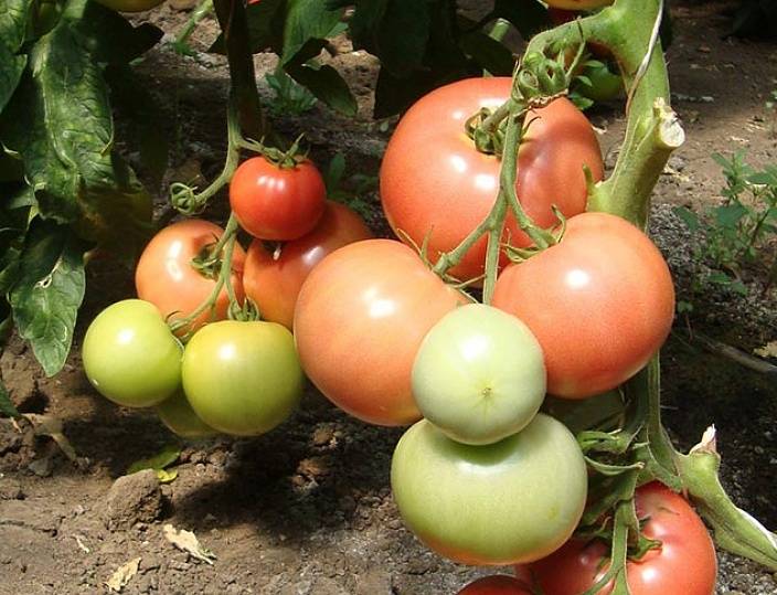 Томат пинк импрешн f1: характеристика и описание сорта, отзывы о помидорах, фото семян