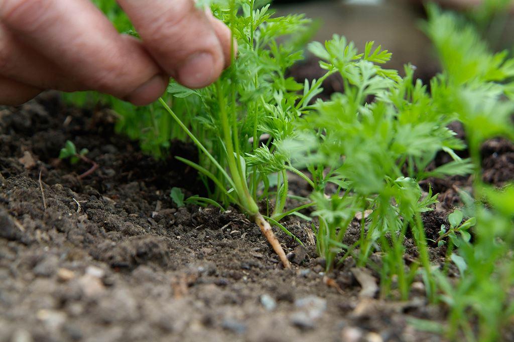 Как посадить морковь семенами в открытом грунте, чтобы не прореживать + видео