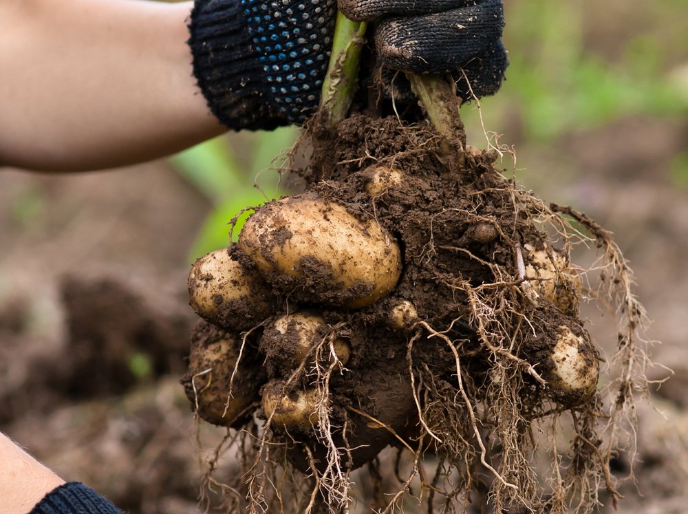 Как спасти картофель в дождливое лето: выращивание и уход, если затопило огород