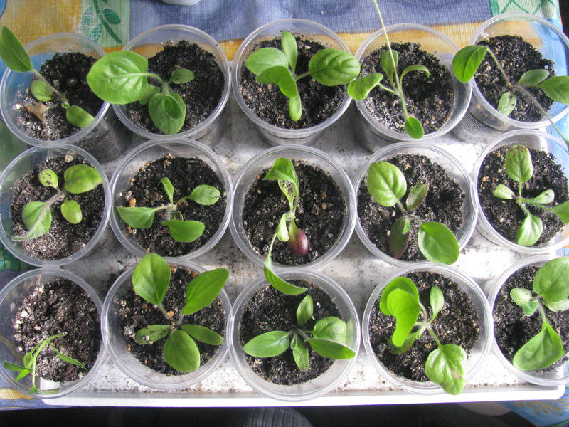 Как вырастить герберу из семян в домашних условиях фото пошагово