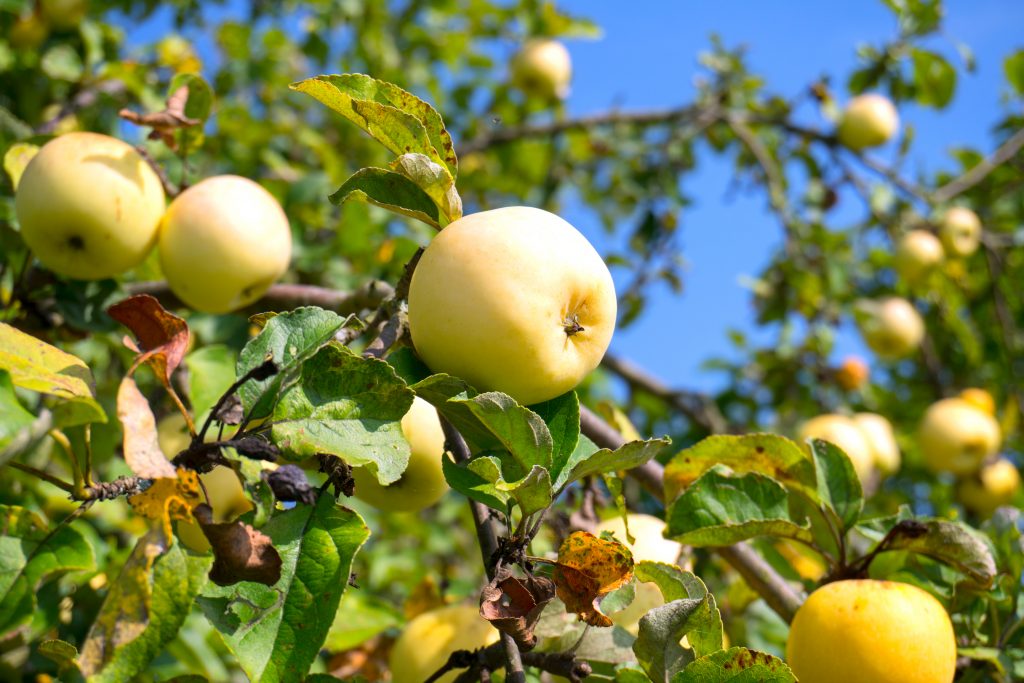 Яблоня осеннее полосатое: особенности сорта и ухода