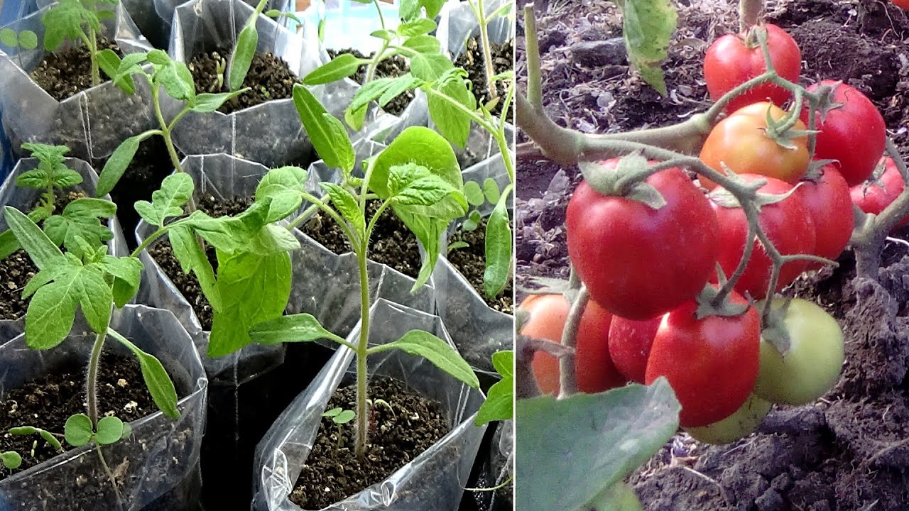Поможем выбрать день и месяц, чтобы получить хороший урожай томатов. когда сажать семена помидоров на рассаду?
