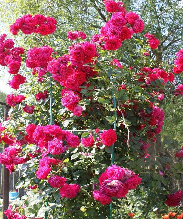 Роза плетистая «розариум ютерсен»: описание, фото, отзывы и как обрезать розу