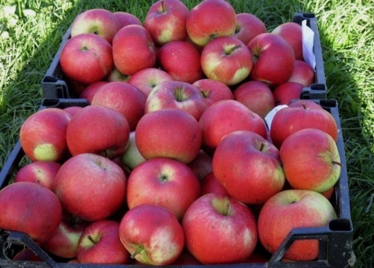 О яблоне веньяминовское: описание сорта, характеристики, агротехника
