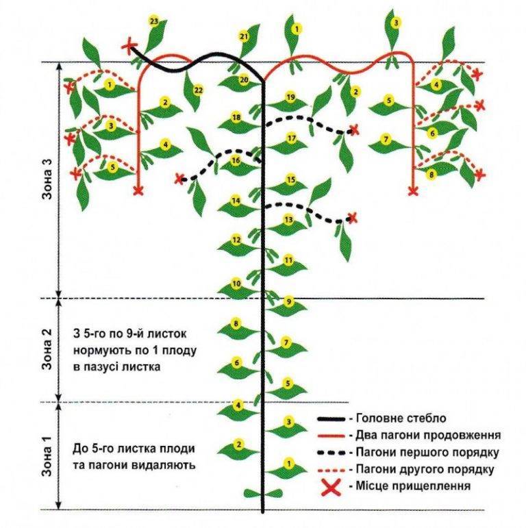 Схема формирования арбуза в теплице в один стебель