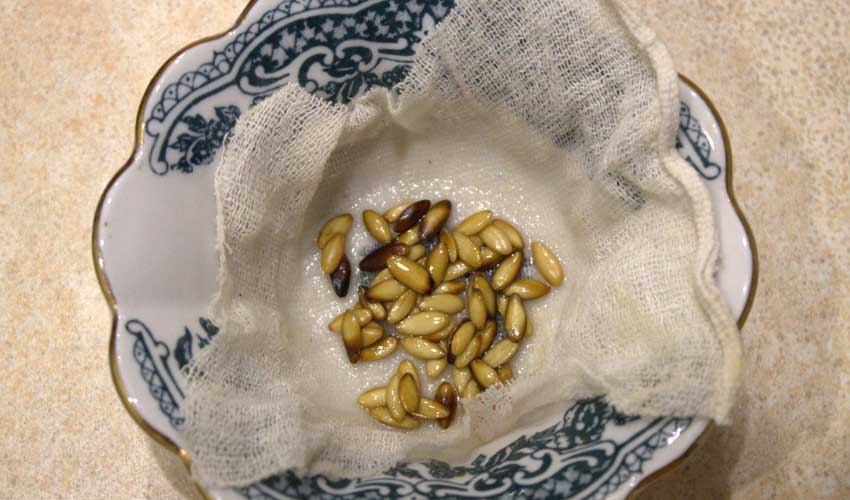 Как правильно замачивать семена огурцов перед посадкой: зачем обрабатывать семена