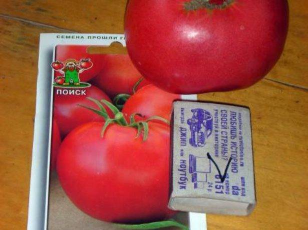 Как вырастить томаты «спасская башня» на домашней грядке