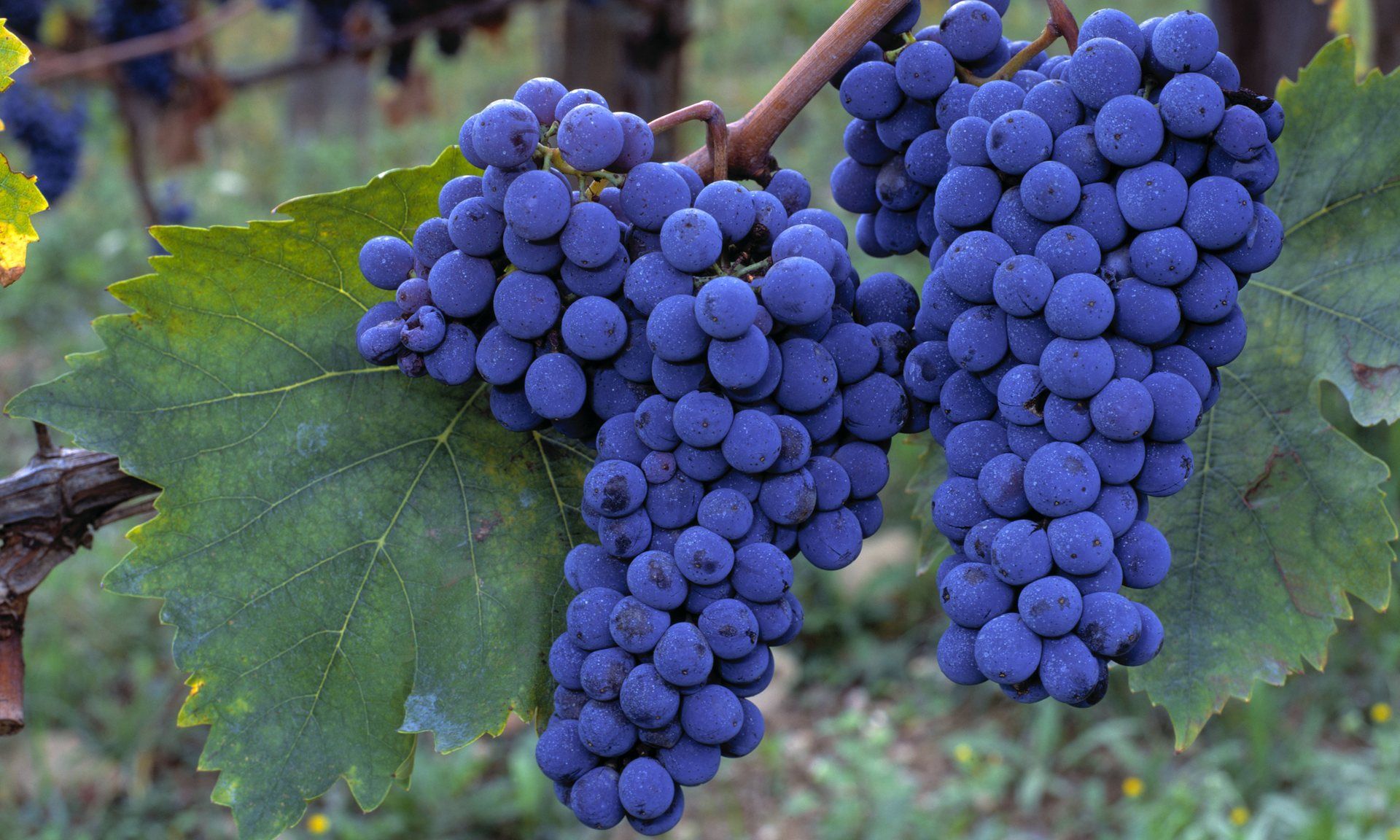 Виноград юлиан: описание сорта с характеристикой и отзывами, особенности посадки и выращивания, фото