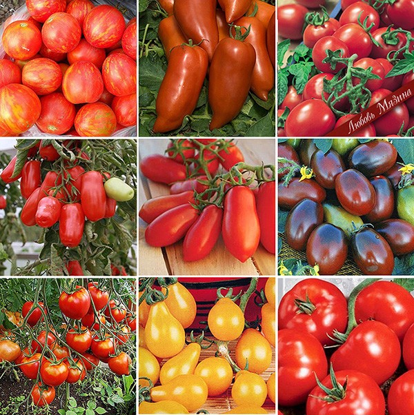 Урожайные сорта томатов: фото и описание, какие сорта томатов лучшие для открытого грунта