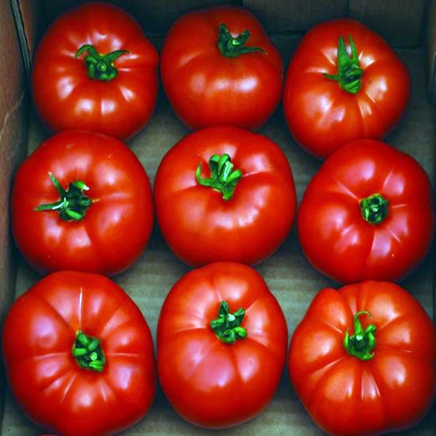 томаты берберана фото урожайность