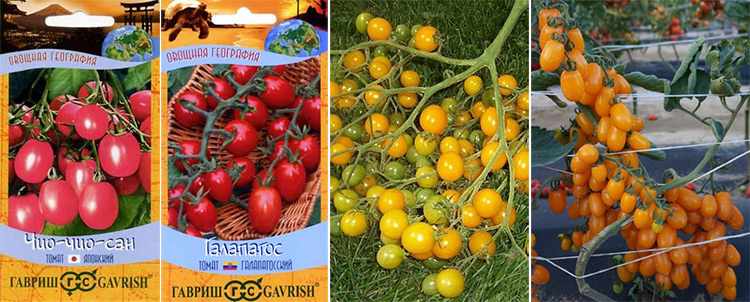 Описание сорта томата саммер сан, его характеристика и урожайность