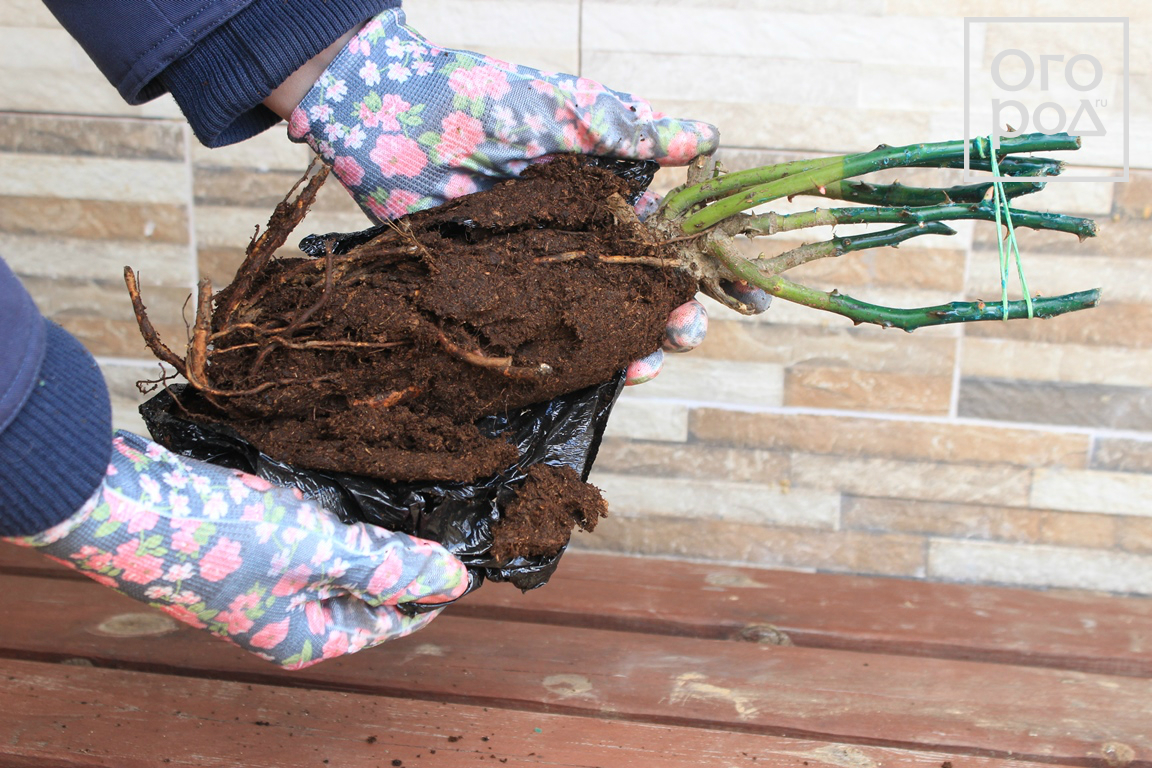 Правила посадки садовых роз в открытый грунт на даче - проект "цветочки" - для цветоводов начинающих и профессионалов