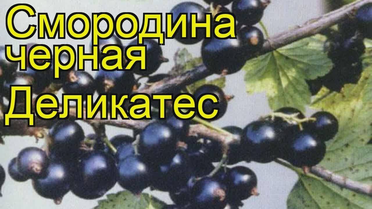 Смородина черная деликатес фото