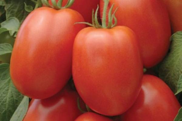 Сорта томатов сибирской селекции с фото и описанием