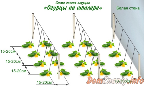 Огурцы на балконе: пошаговая инструкция как вырастить вкусные и здоровые огурцы (105 фото + видео)